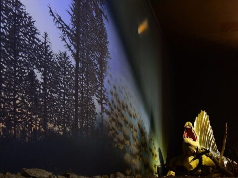 Fossils of Sarajevo and vicinity