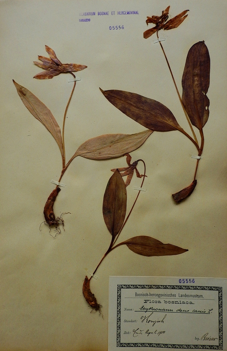 Pasji zub &#8211; Erythronium dens canis L.