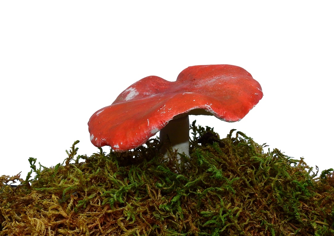 Bljuvara &#8211; Russula emetica Fr.