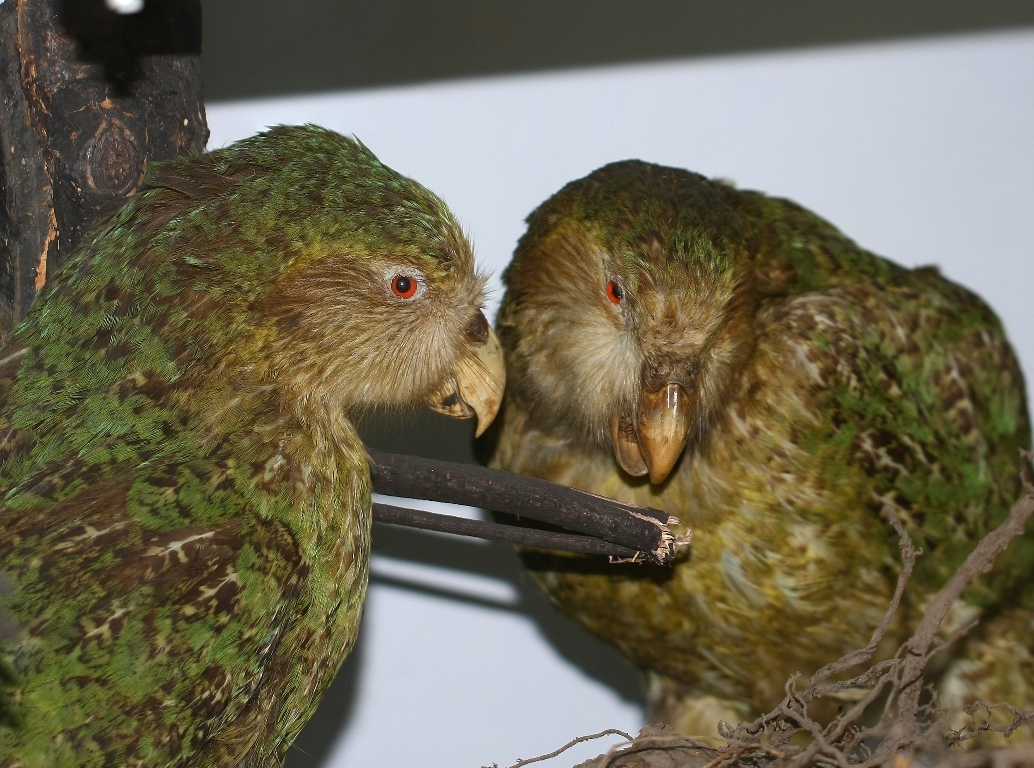 Kakapo  &#8211; Strigops habroptilus Gray