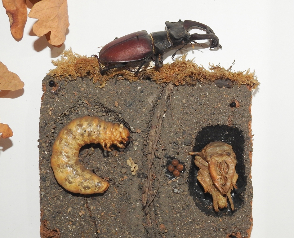 Stag beetle – Lucanuscervus (Linnaeus)