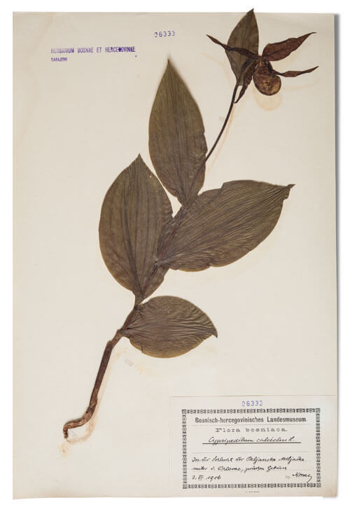Gospina papučica – Cypripedium calceolus L.