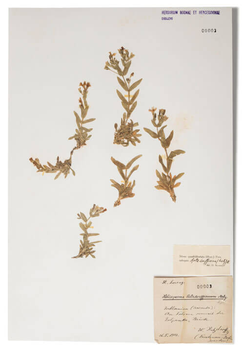 Retzdorffova pušinica – Heliosperma retzdorffianum K. Malý; Syn. Silene retzdorffiana (K. Malý) Walters