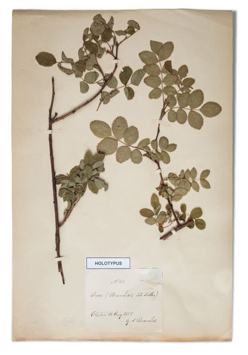 Vlašićka ruža – Rosa brandisii Keller