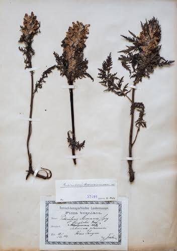 Hermanov ušljivac – Pedicularis hoermanniana K. Malý