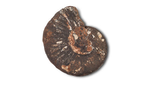 Monopfyllites sphaerophyllus Hauer