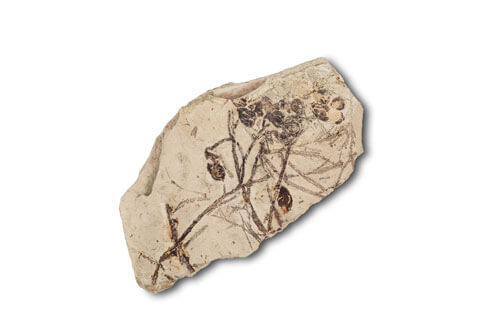 Glyptostrobus europaeus Brongniart