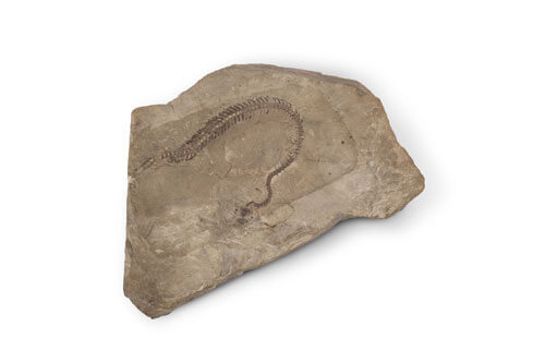 Fossil snake – Mesophis nopcsai Bolkay