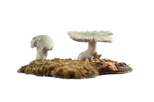 Golubača — Russula virescens (Schff. ex Zant.) Fr.
