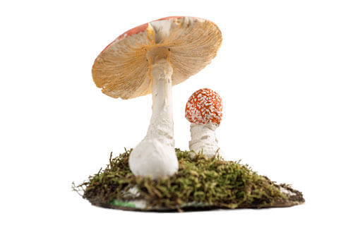 Muhara — Amanita muscaria L. ex Fr.