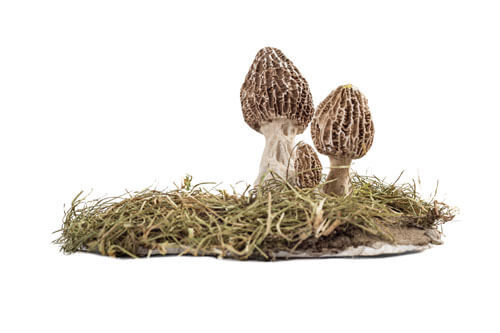 Smrčak — Morchella esculenta Pers.