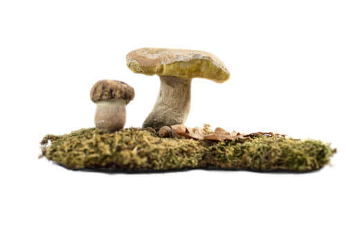Proljetni vrganj — Boletus reticulatus (Schff.) Boud.