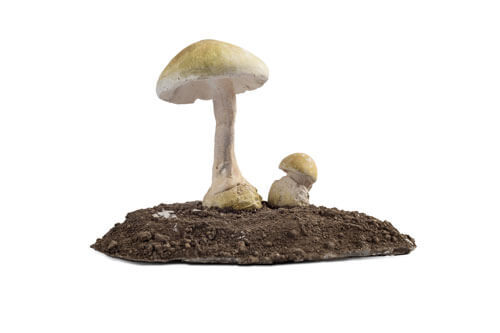 Zelena pupavka — Amanita phalloides (Vaill. ex Fr.) Secr.
