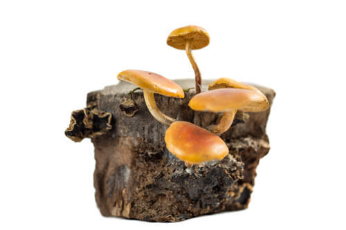 Zimska panjevčica — Flammulina velutipes (Curt. ex Fr.) Sing.