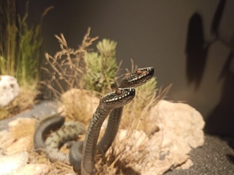 Vodozemci i gmizavci BiH