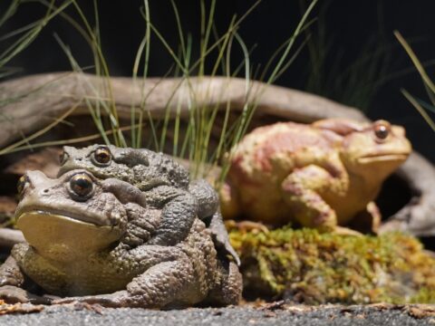 Vodozemci i gmizavci Bosne i Hercegovine