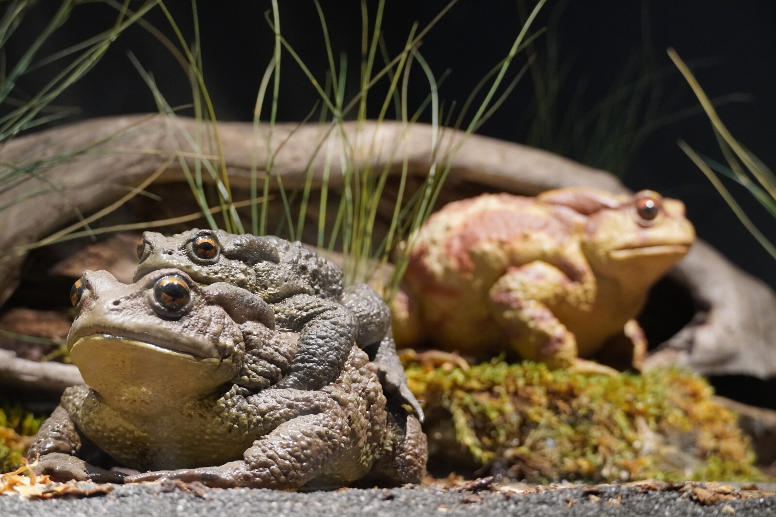Vodozemci i gmizavci BiH