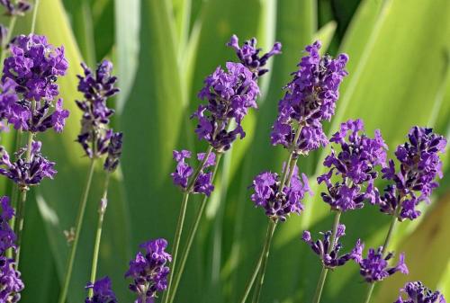 Lavanda